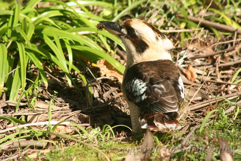 Kookaburra, Tindale Gardens IMG_6899.JPG